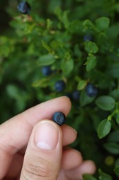 Photo of Woman picking up bilberries in forest, closeup