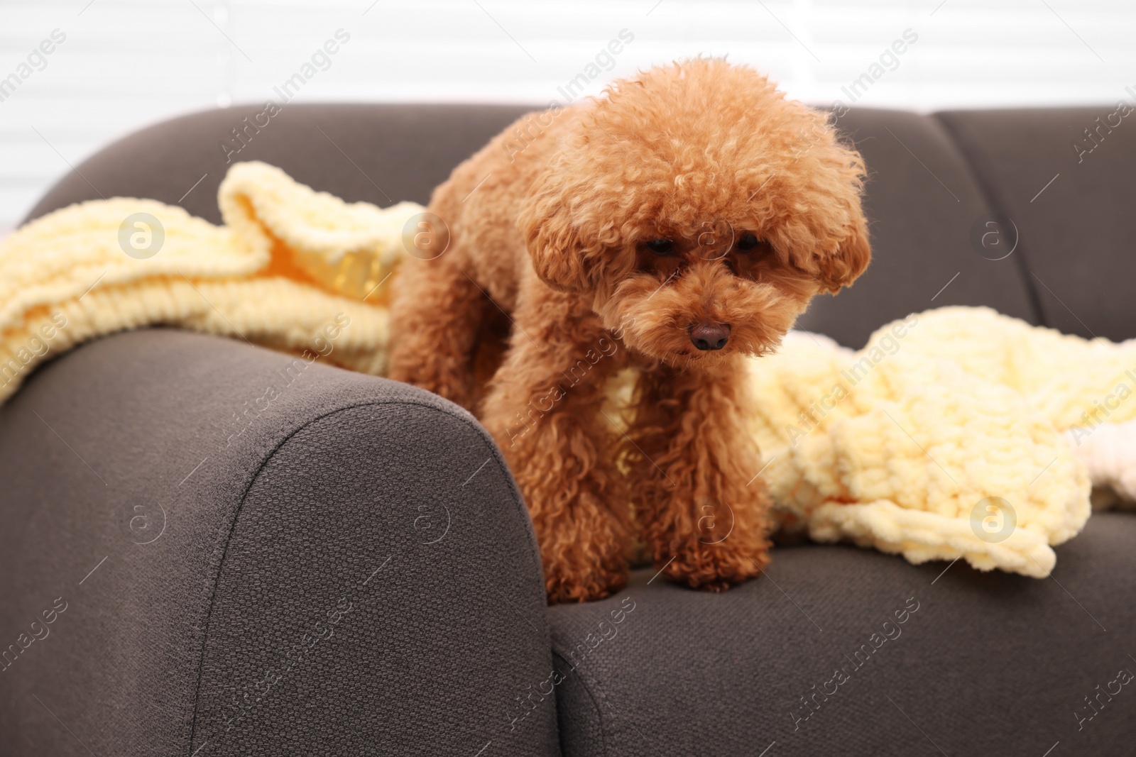 Photo of Cute Maltipoo dog with plaid on sofa indoors. Lovely pet