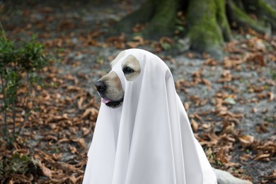 Photo of Cute Labrador Retriever dog wearing ghost costume in autumn park on Halloween