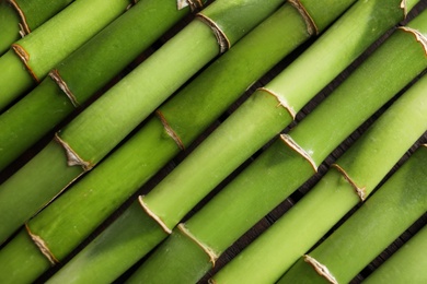 Green bamboo stems as background, top view