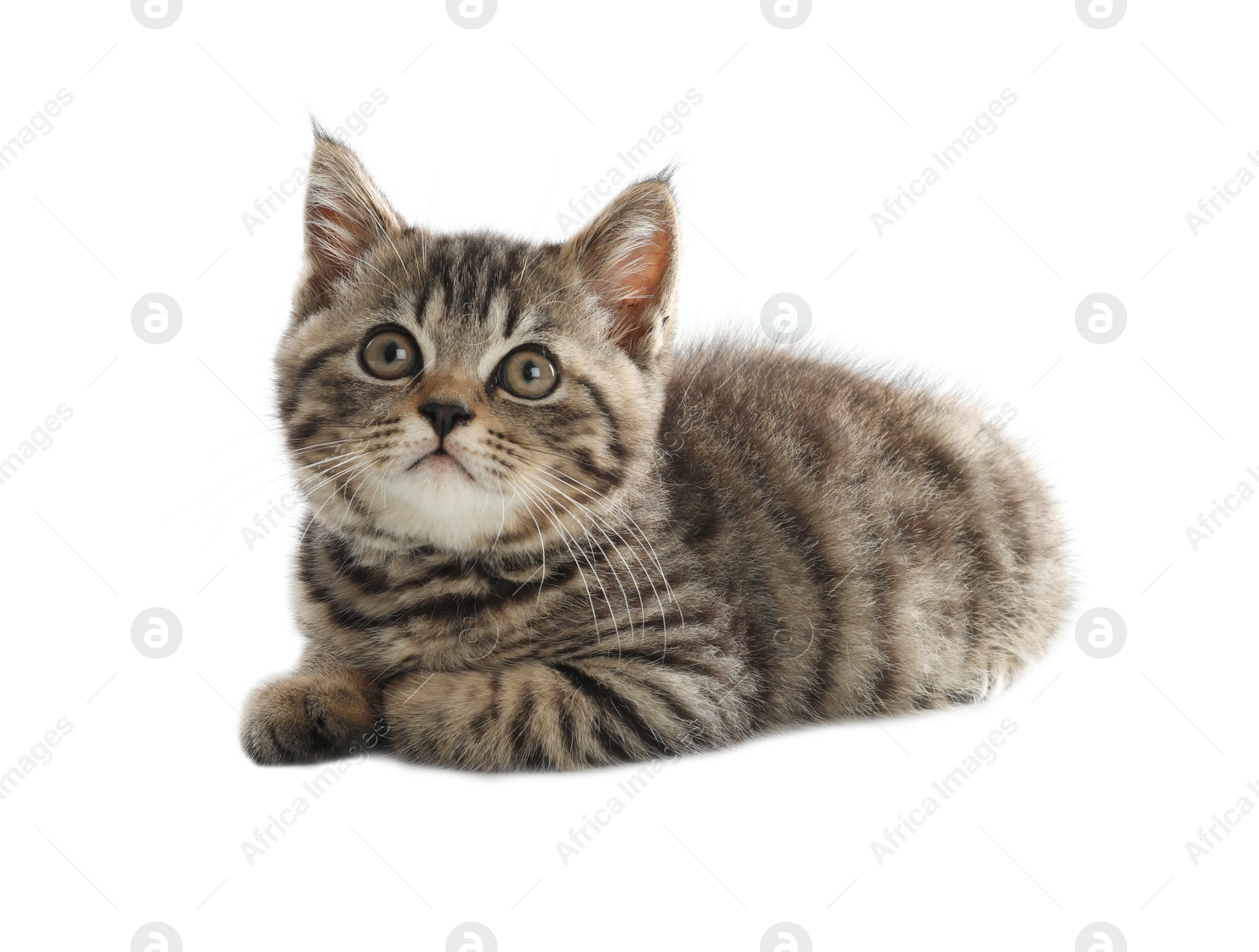 Photo of Cute tabby kitten on white background. Baby animal