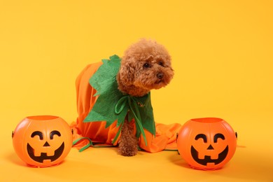 Photo of Happy Halloween. Cute Maltipoo dog dressed in costume and pumpkin treat buckets on orange background