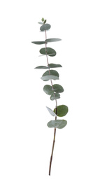 Photo of Eucalyptus branch with fresh leaves on white background
