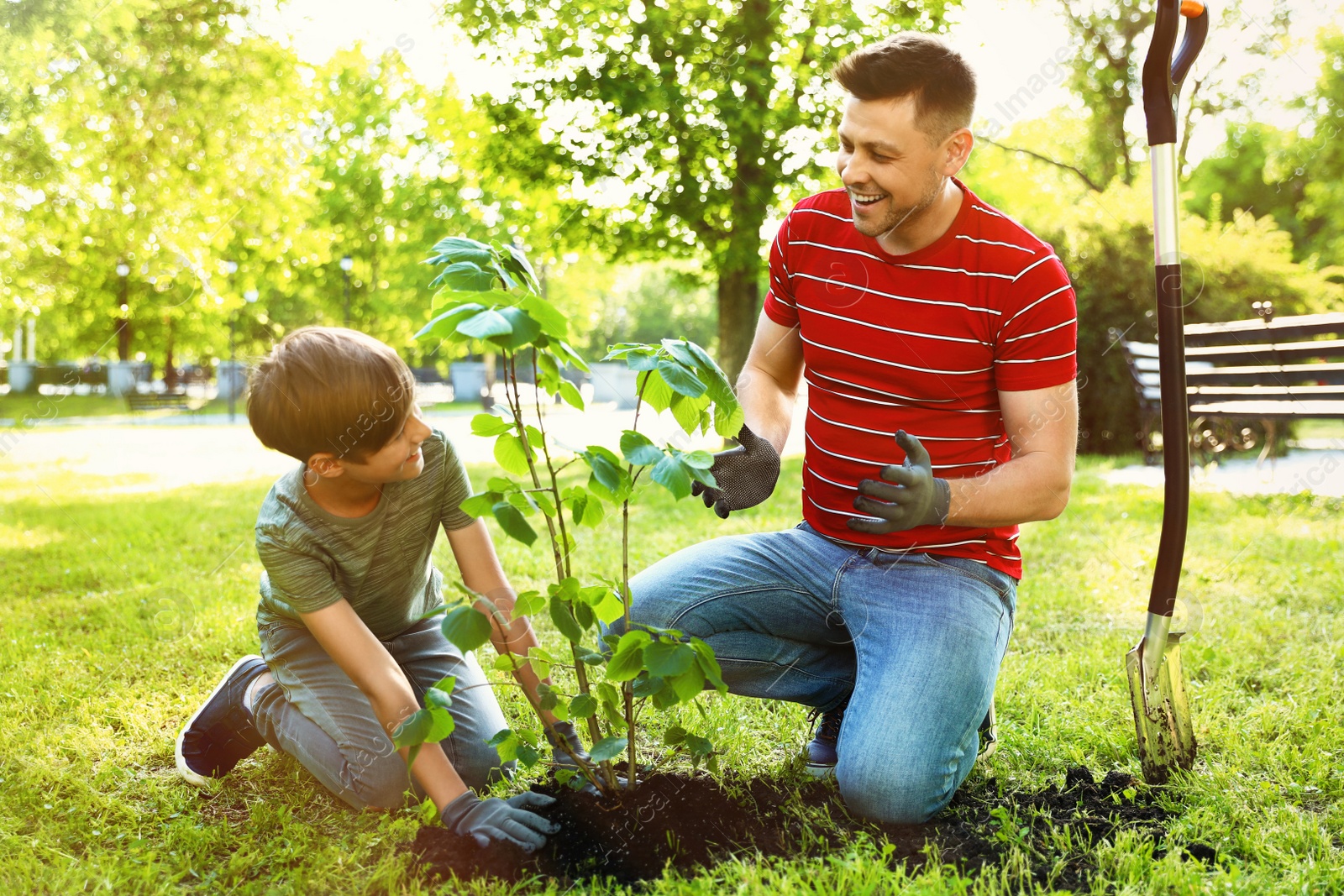 Photo of Dad and son planting tree together in park on sunny day