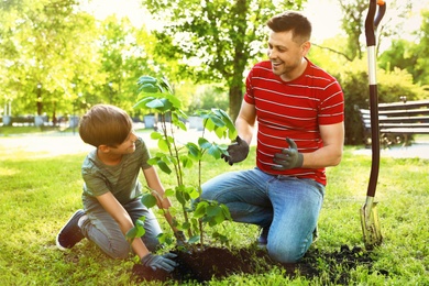 Dad and son planting tree together in park on sunny day