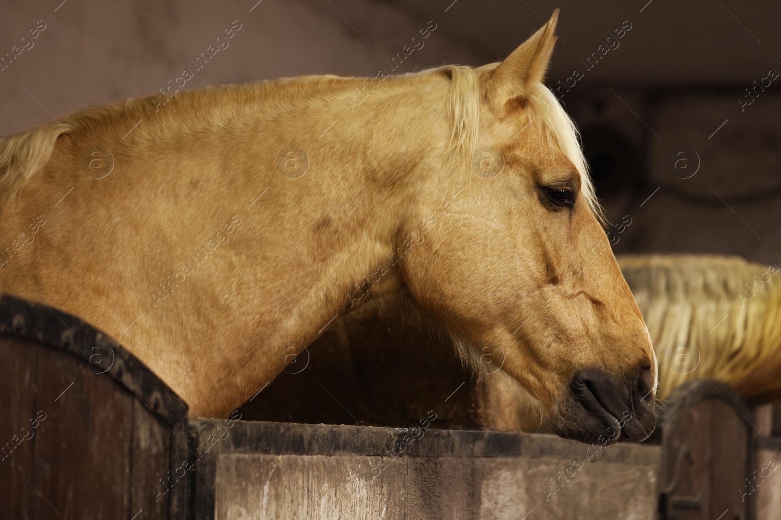 Photo of Adorable horses in stable. Lovely domesticated pet