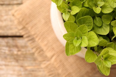 Photo of Aromatic oregano growing in pot on table, top view. Space for text