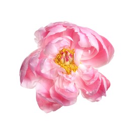 Beautiful pink peony flower isolated on white