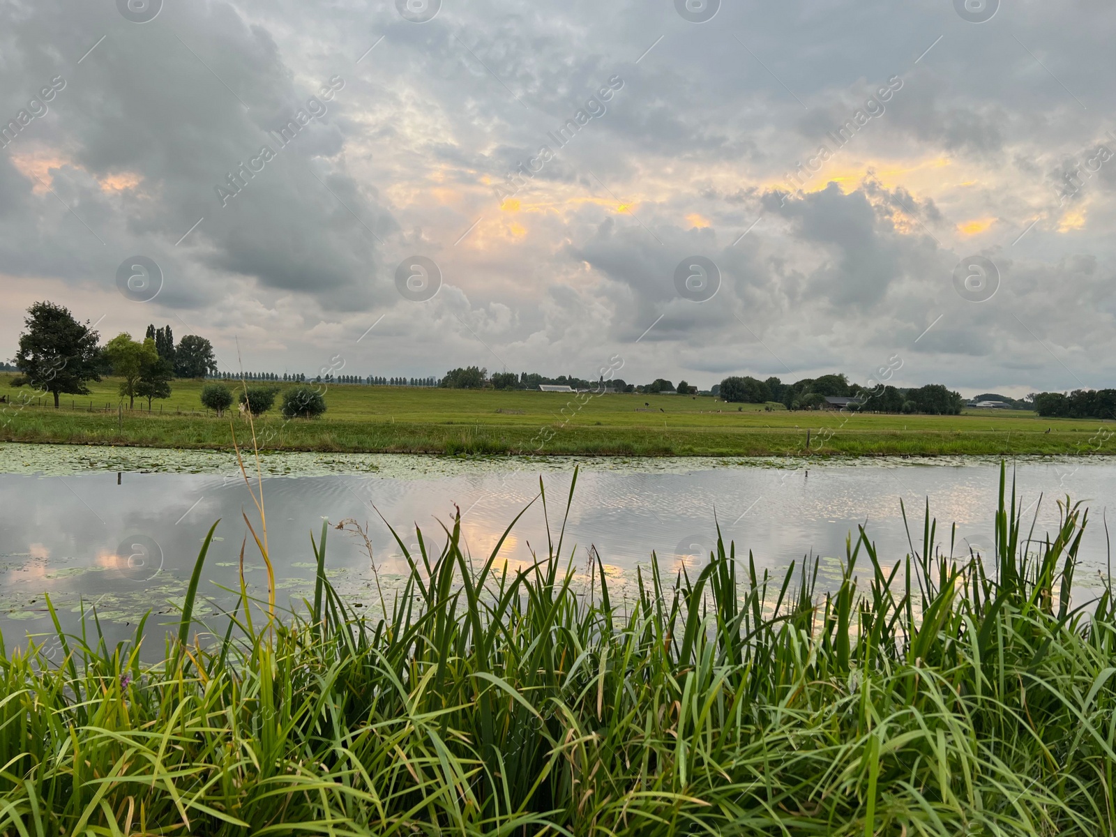 Photo of Picturesque view of river reeds and cloudy sky