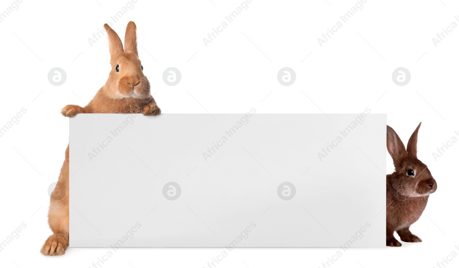 Image of Cute funny bunnies peeking out of blank banner, space for text. Easter symbol