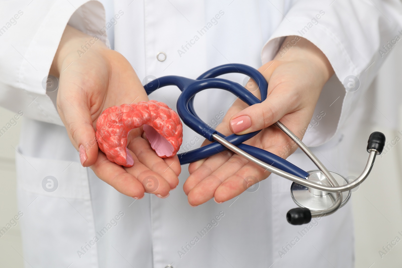 Photo of Endocrinologist holding stethoscope and model of thyroid gland, closeup