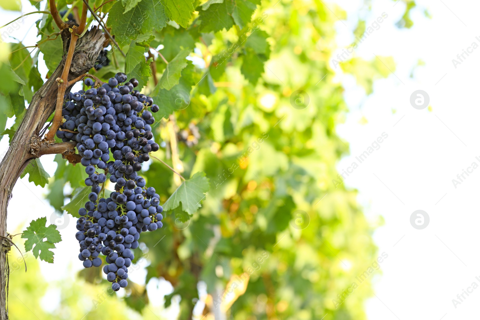 Photo of Fresh ripe juicy grapes growing in vineyard