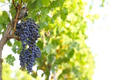 Photo of Fresh ripe juicy grapes growing in vineyard