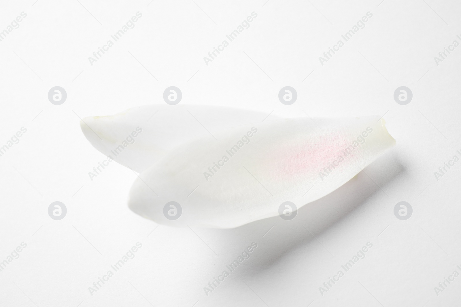 Photo of Beautiful lotus flower petals isolated on white