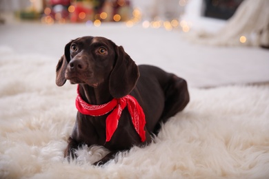 Cute dog in room decorated for Christmas