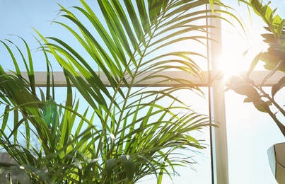 Photo of Different green plants near window at home on sunny day