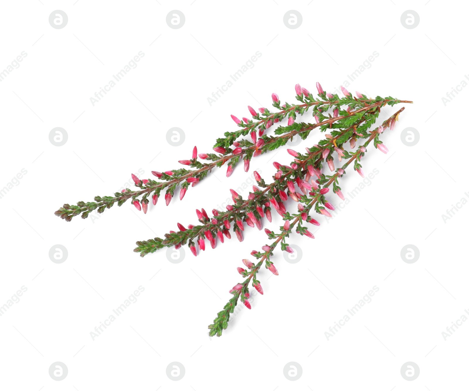 Photo of Branches of heather with beautiful flowers on white background, top view