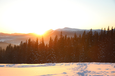 Picturesque view of conifer forest covered with snow at sunset