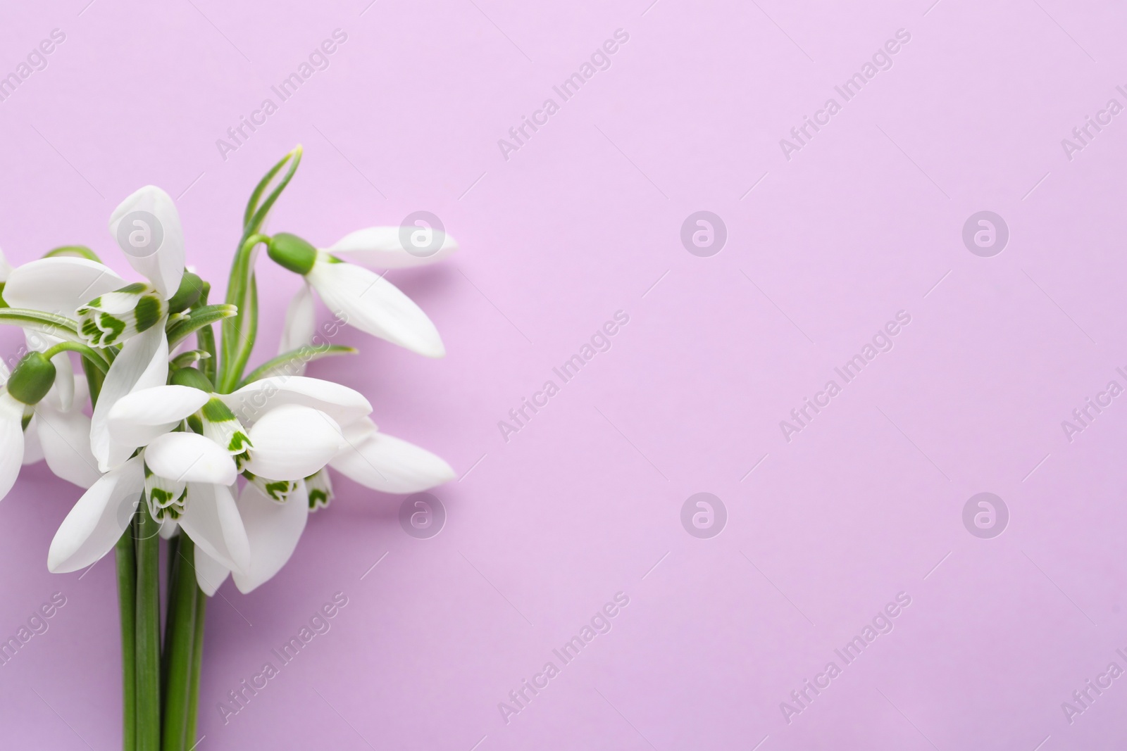 Photo of Beautiful snowdrops on lilac background, top view. Space for text