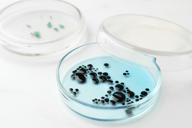 Photo of Petri dishes with different bacteria colonies on white background, closeup