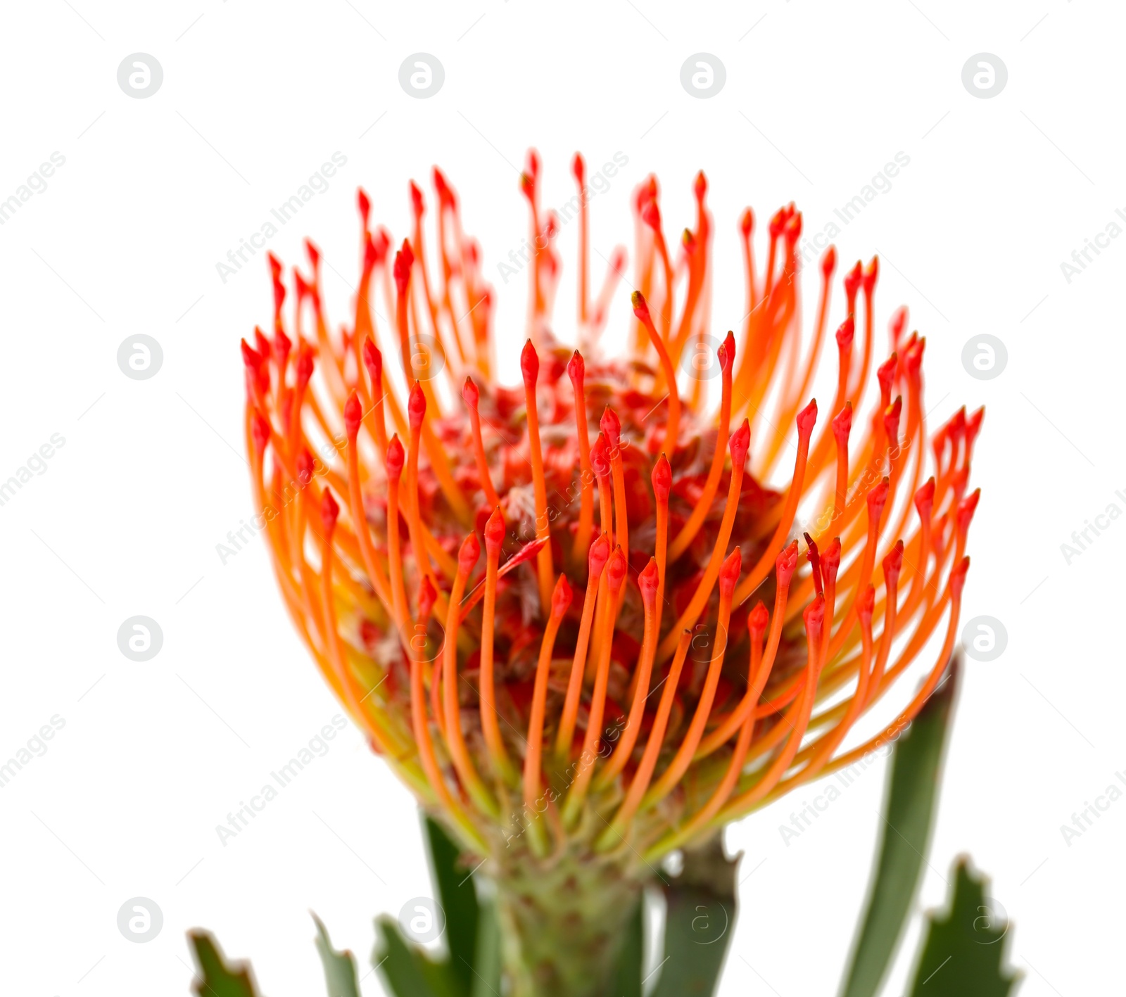 Photo of Beautiful protea flower on white background. Tropical plant