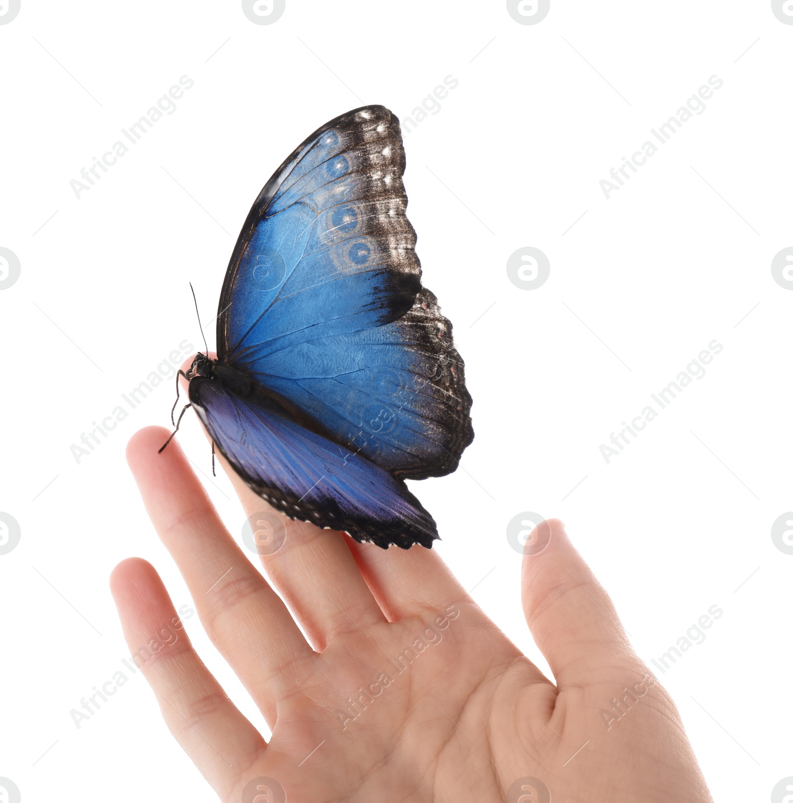 Photo of Woman holding beautiful common morpho butterfly on white background, closeup