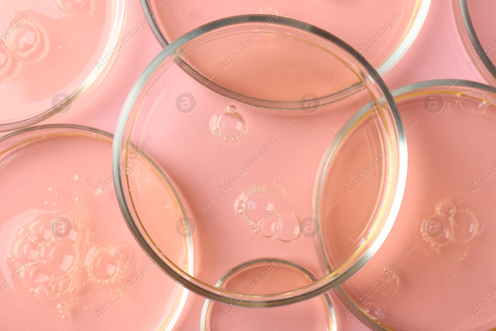 Photo of Petri dishes with liquid samples on pink background, flat lay