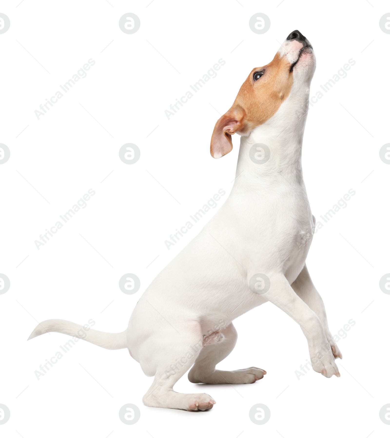 Photo of Cute Jack Russel Terrier on white background. Lovely dog