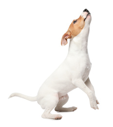 Cute Jack Russel Terrier on white background. Lovely dog