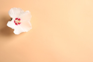 Photo of Beautiful tropical Hibiscus flower on color background with space for design, top view