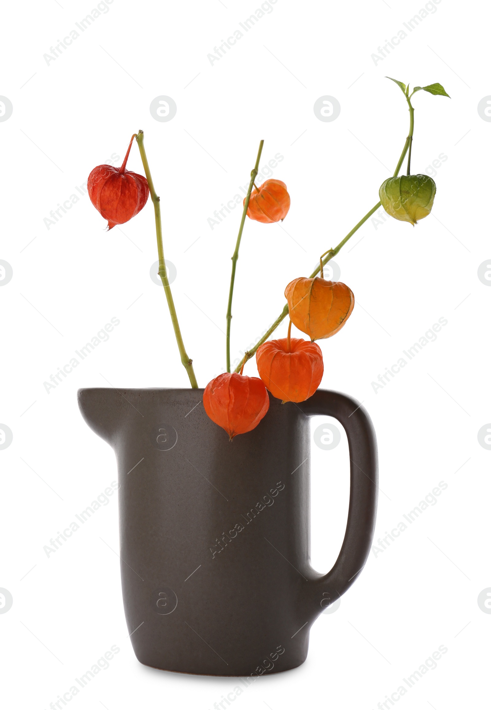 Photo of Physalis branches in jug on white background