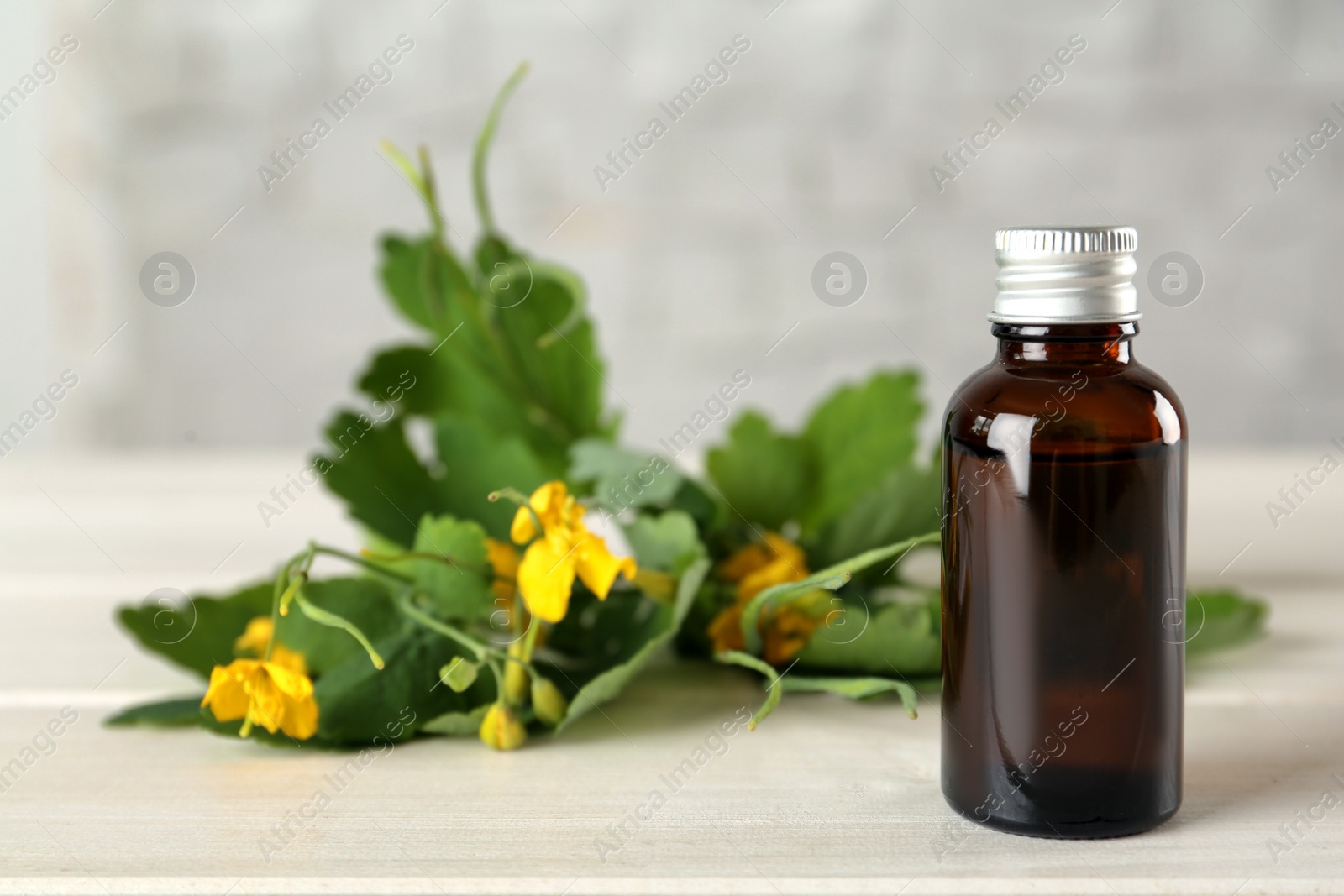 Photo of Bottle of celandine tincture and plant on white wooden table, space for text