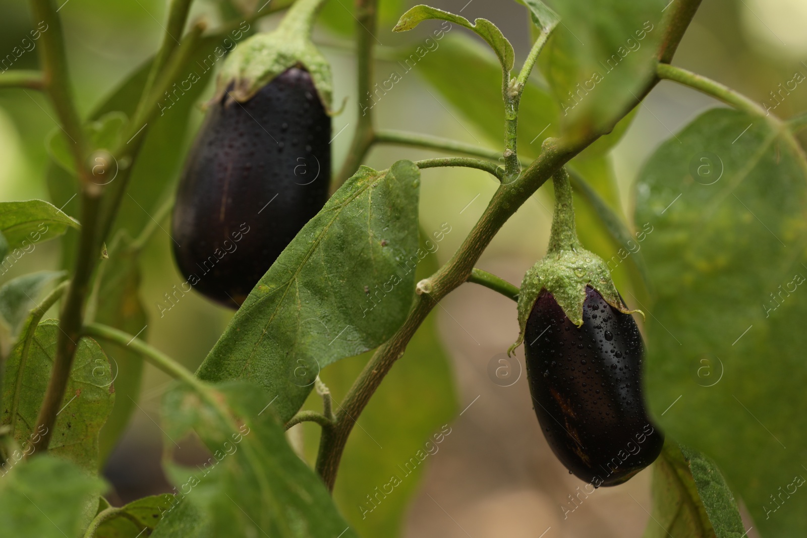 Photo of Two ripe eggplants with water drops growing on stem outdoors