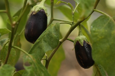 Photo of Two ripe eggplants with water drops growing on stem outdoors