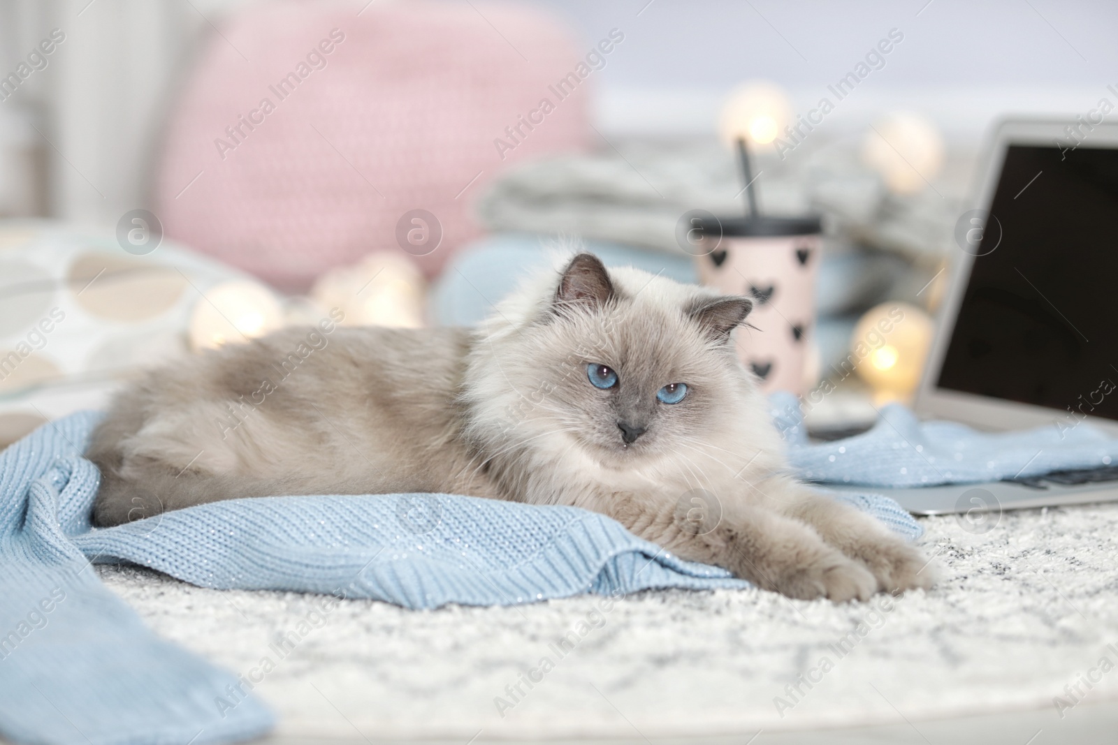 Photo of Cute cat lying on knitted sweater at home. Warm and cozy winter