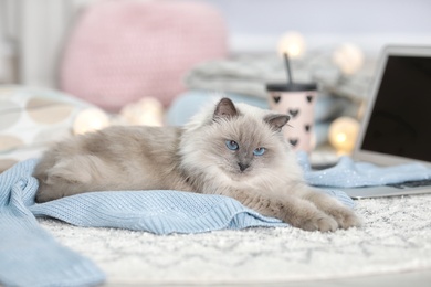 Cute cat lying on knitted sweater at home. Warm and cozy winter