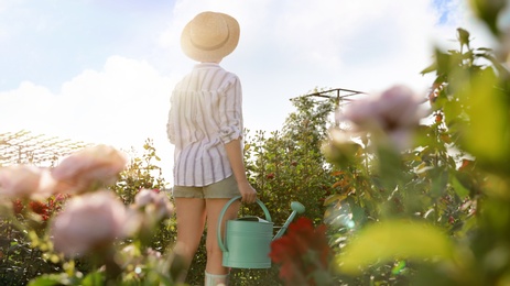 Woman with watering can near rose bushes outdoors. Gardening tool