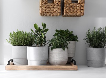 Photo of Different aromatic potted herbs on white table indoors