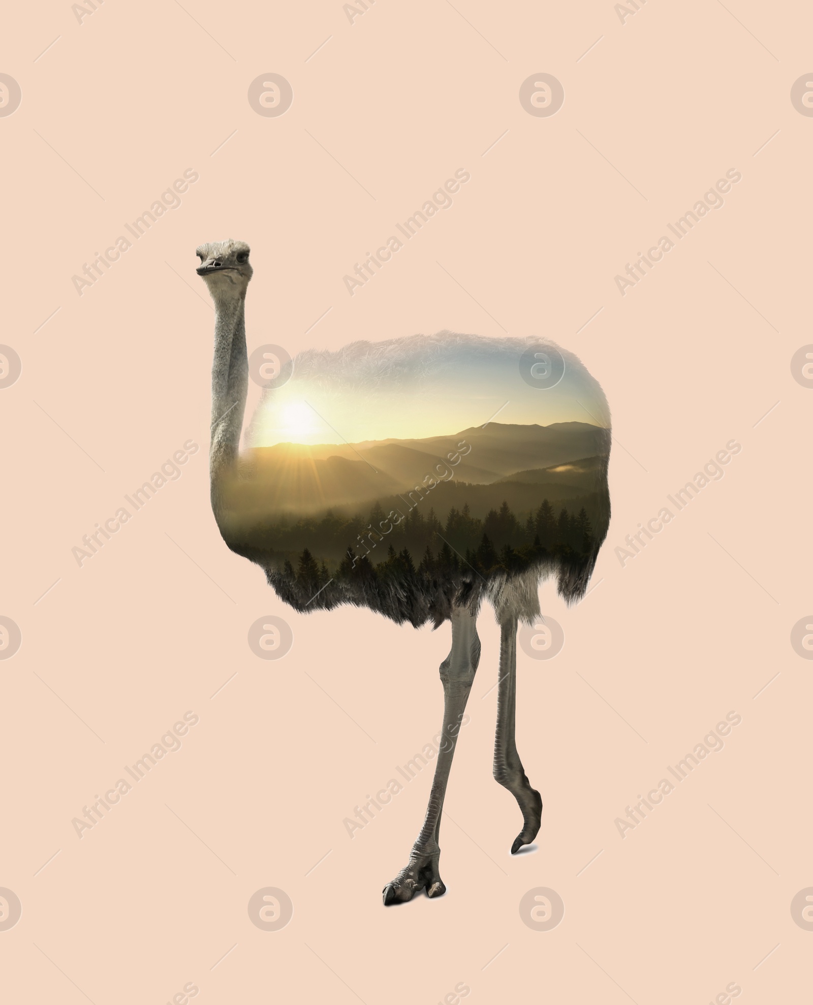Image of Double exposure of African ostrich and mountains with foggy forest