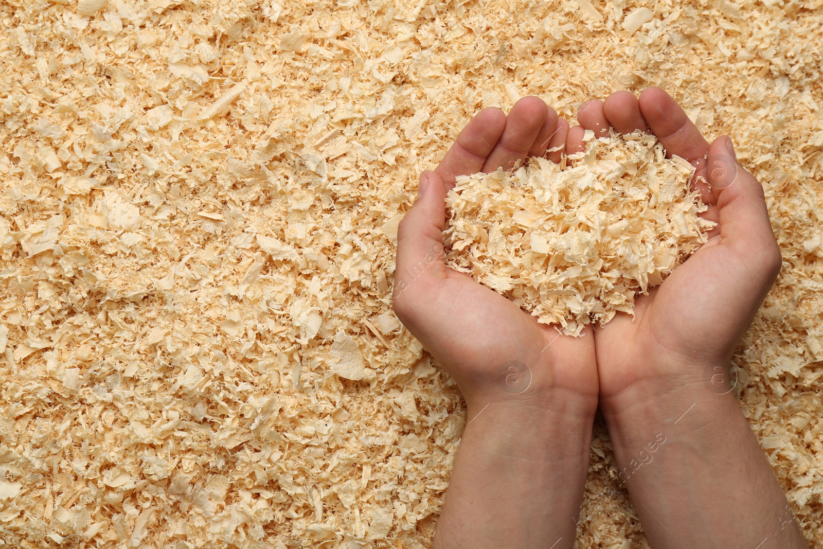 Photo of Woman holding dry natural sawdust, top view