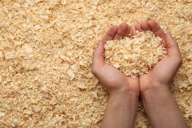 Woman holding dry natural sawdust, top view