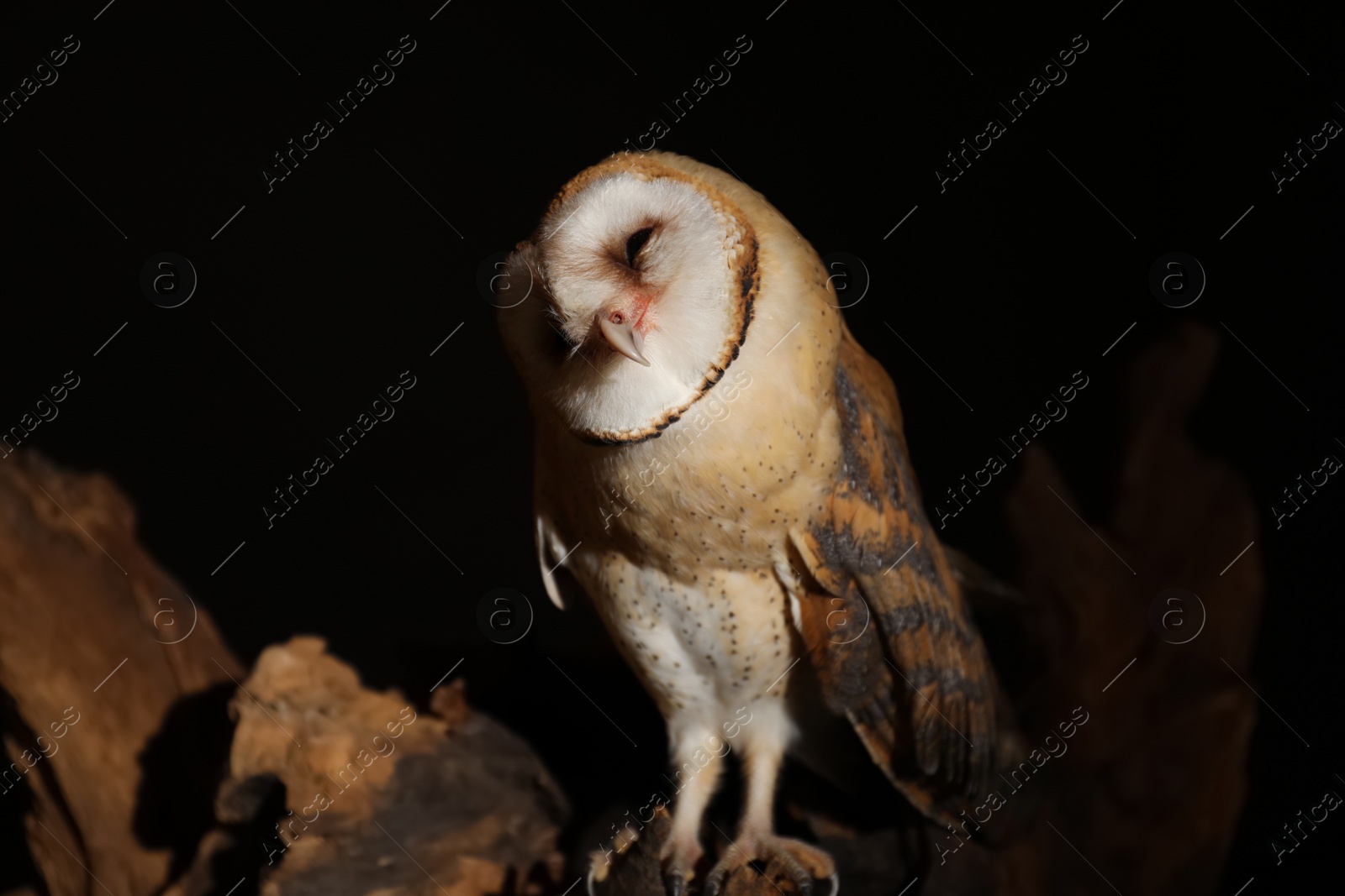 Photo of Beautiful common barn owl on tree against black background