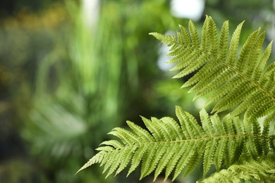 Photo of Beautiful fresh fern leaves on blurred background. Space for text