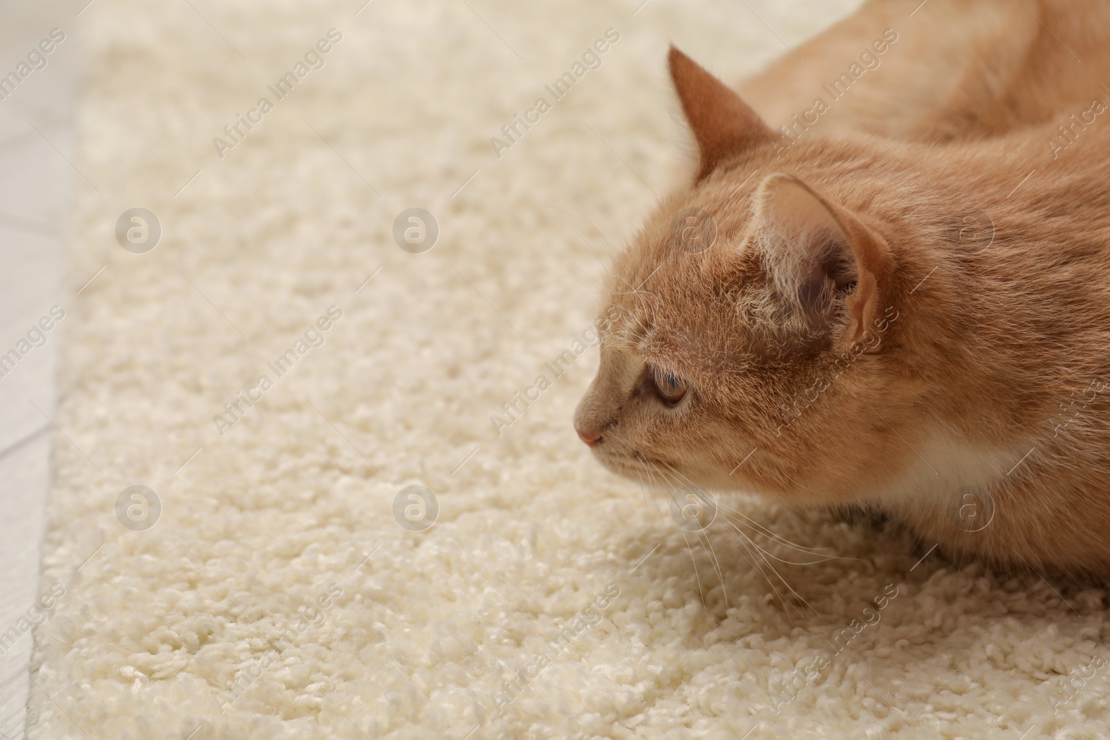 Photo of Cute ginger cat on carpet indoors. Space for text