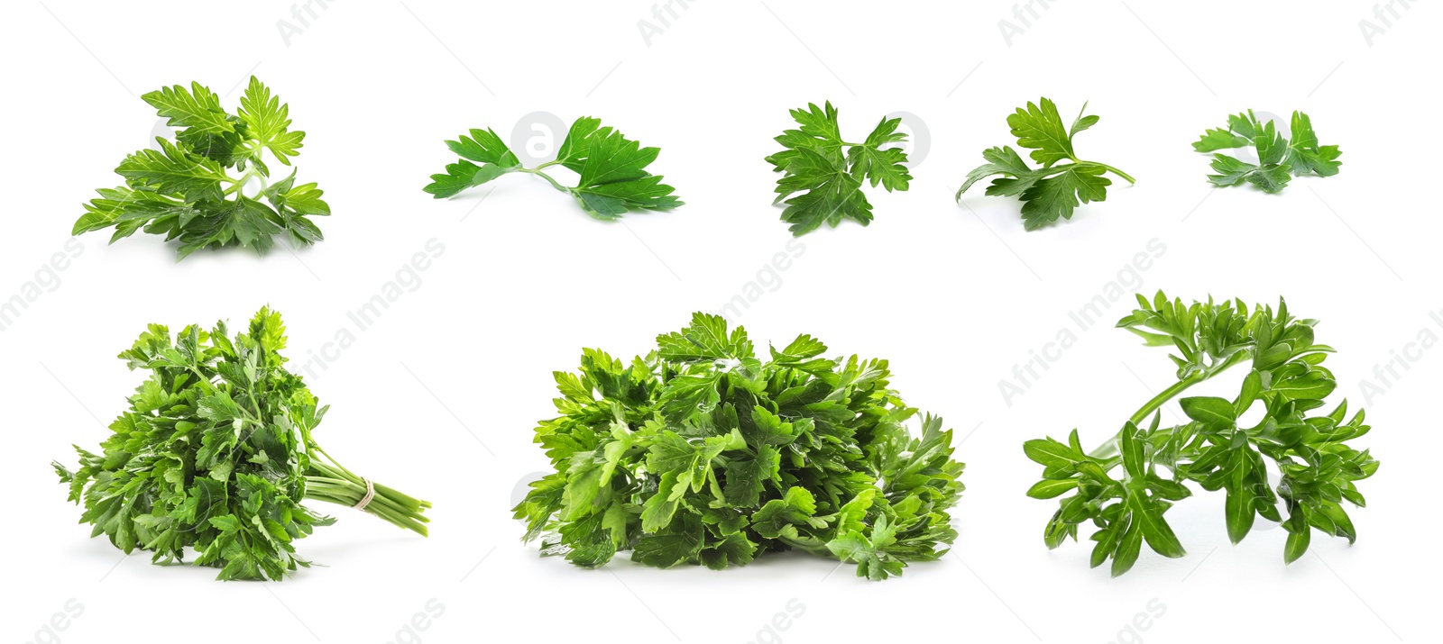 Image of Set with green parsley on white background. Banner design