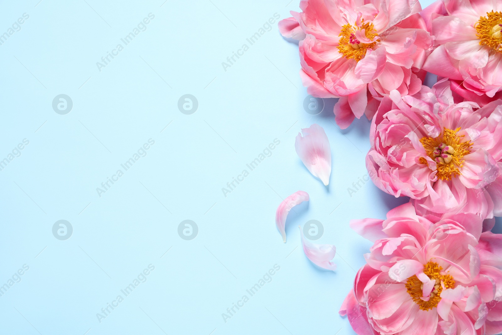 Photo of Beautiful pink peonies on light turquoise background, flat lay. Space for text
