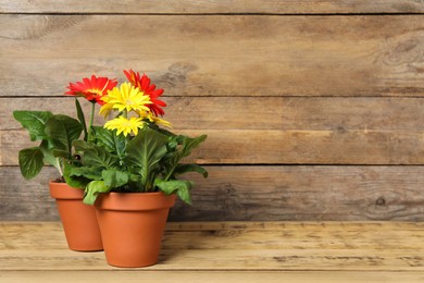 Photo of Beautiful blooming gerbera plants in flower pots on wooden table, space for text