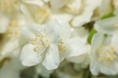 Photo of Beautiful jasmine flowers as background, closeup view