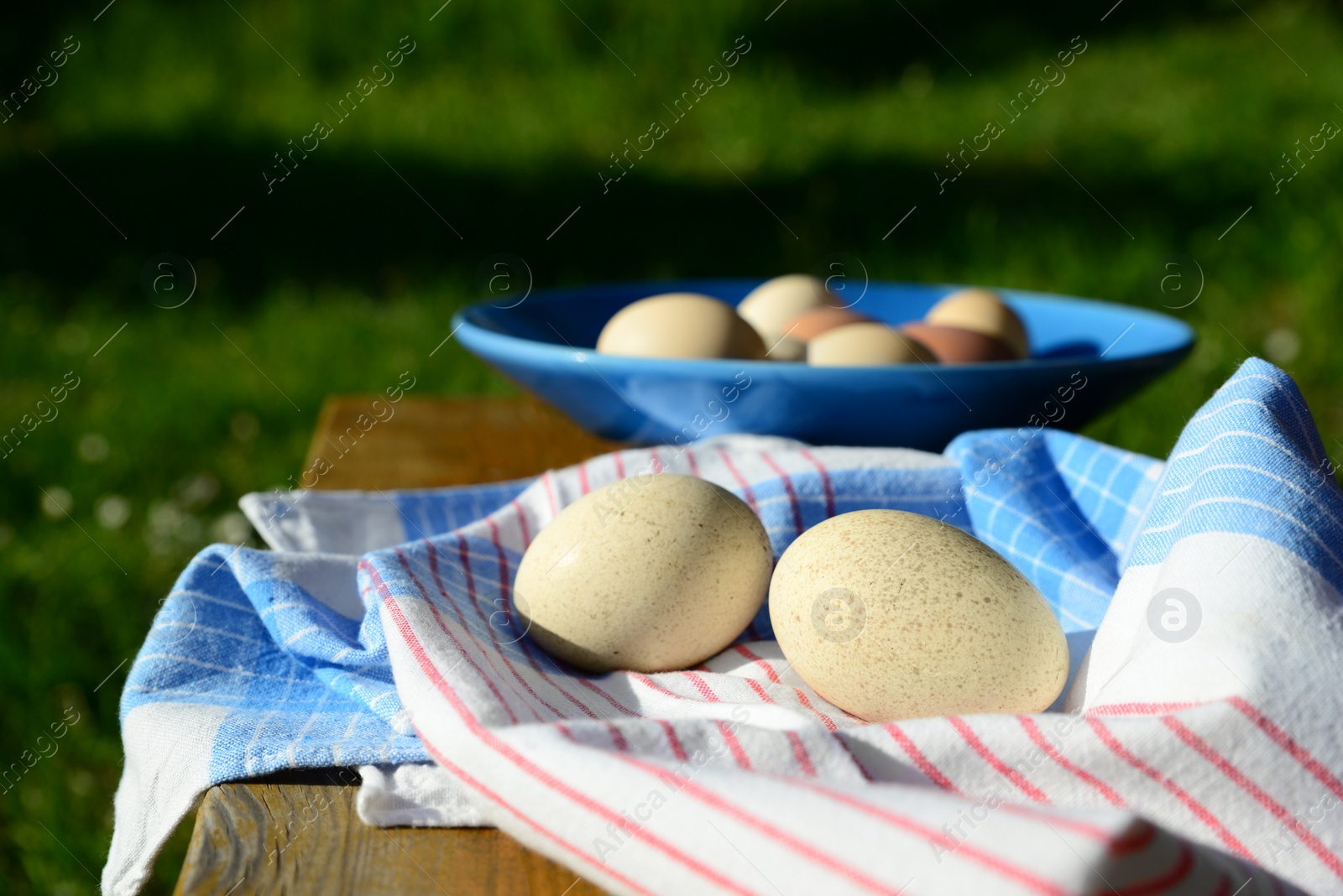 Photo of Raw turkey eggs with plate and napkin on wooden table outdoors, closeup