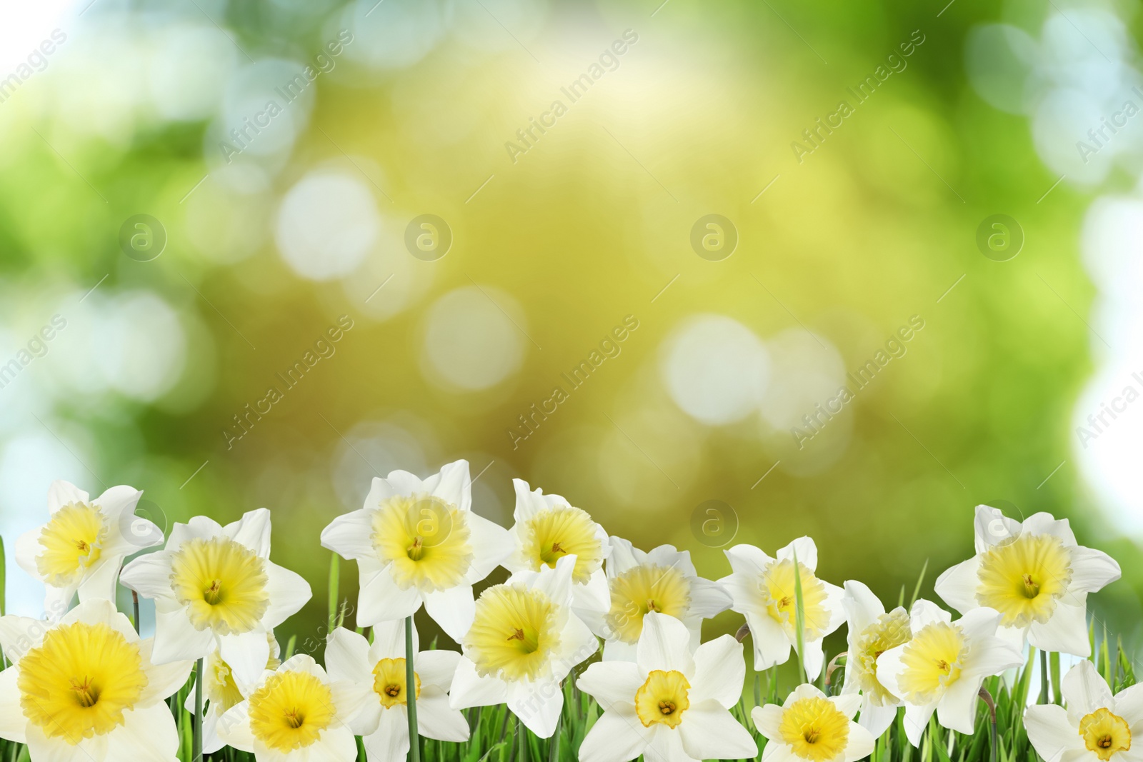 Image of Beautiful spring flowers outdoors on sunny day 